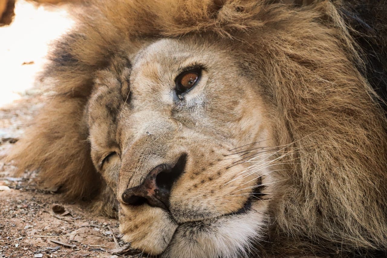 Lazy Lion