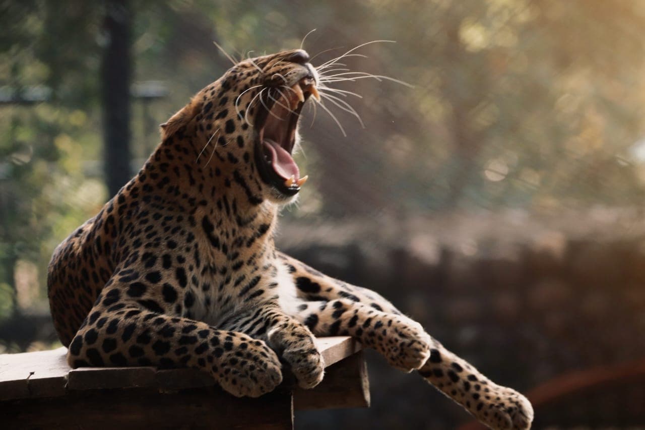 Wildlife photography