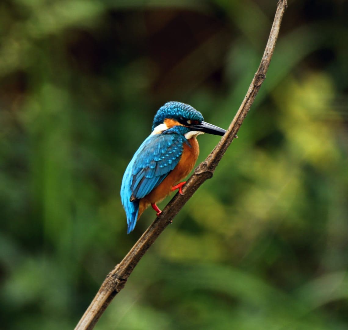 Kingfisher